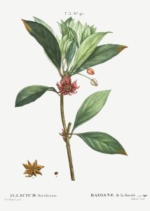 Free Printable Farmhouse Botanical Illustrations