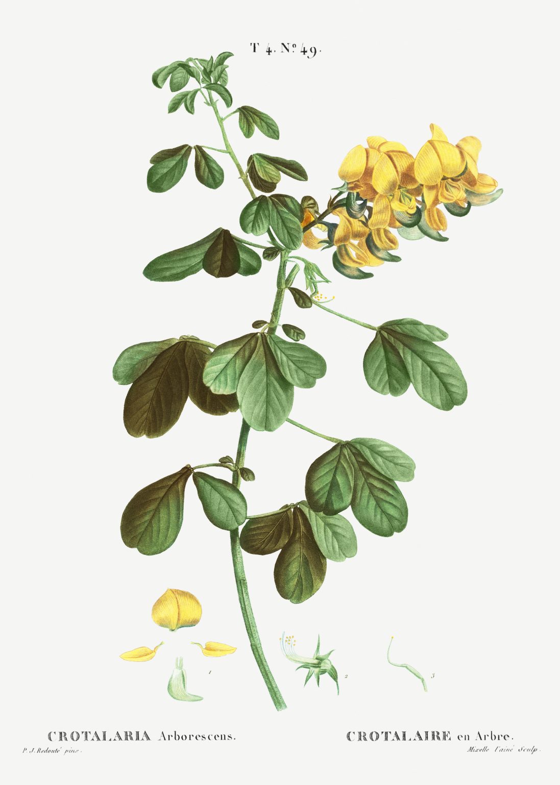 Free Printable Farmhouse Botanical Illustrations