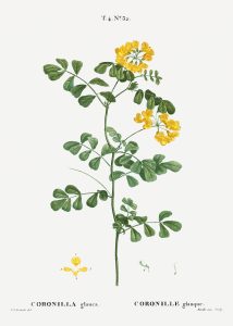 Free Printable Farmhouse Botanical Illustrations