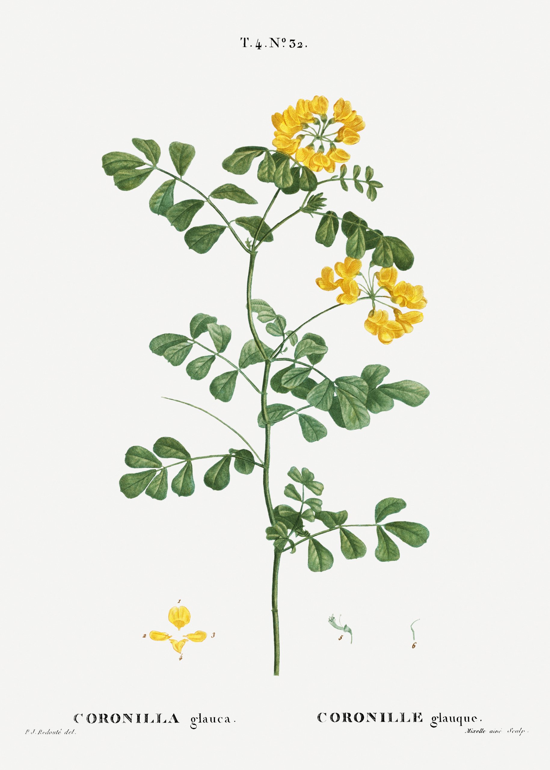 Free Printable Farmhouse Botanical Illustrations